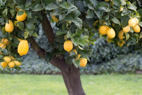 Como Tratar Uma Árvore De Limão Que Não Vai Dar Frutos